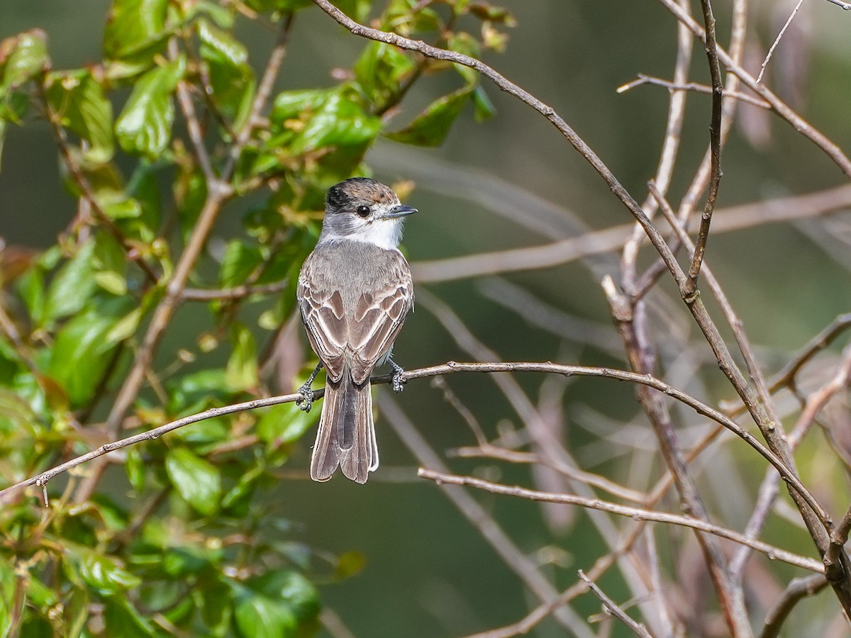 White-naped Xenopsaris - ML645441452