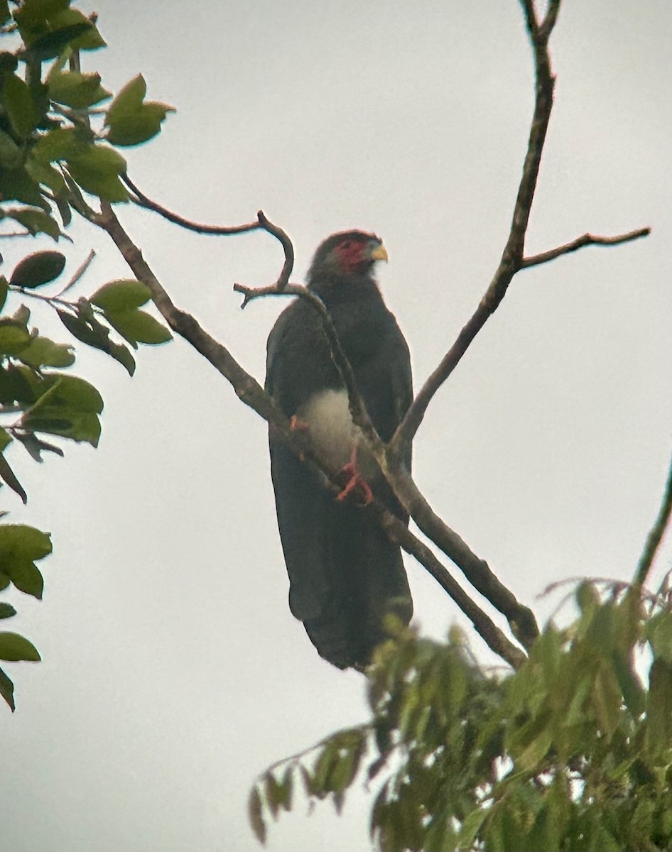 Red-throated Caracara - ML645441460