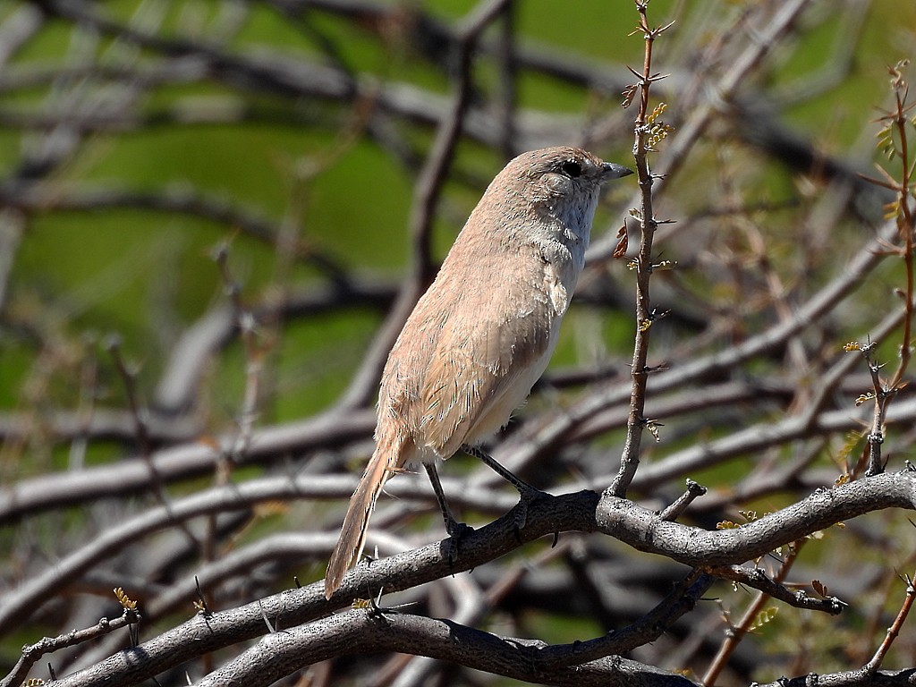 Sandy Gallito - ML645441469