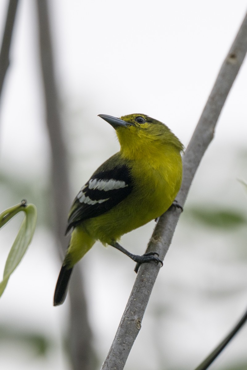 Common Iora - ML645441483