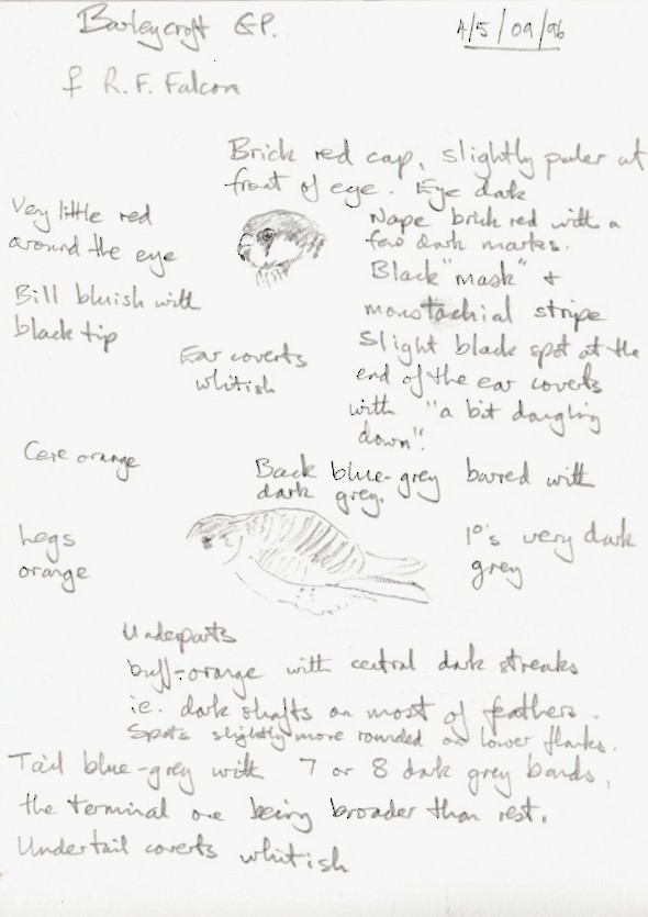 Red-footed Falcon - ML645441484