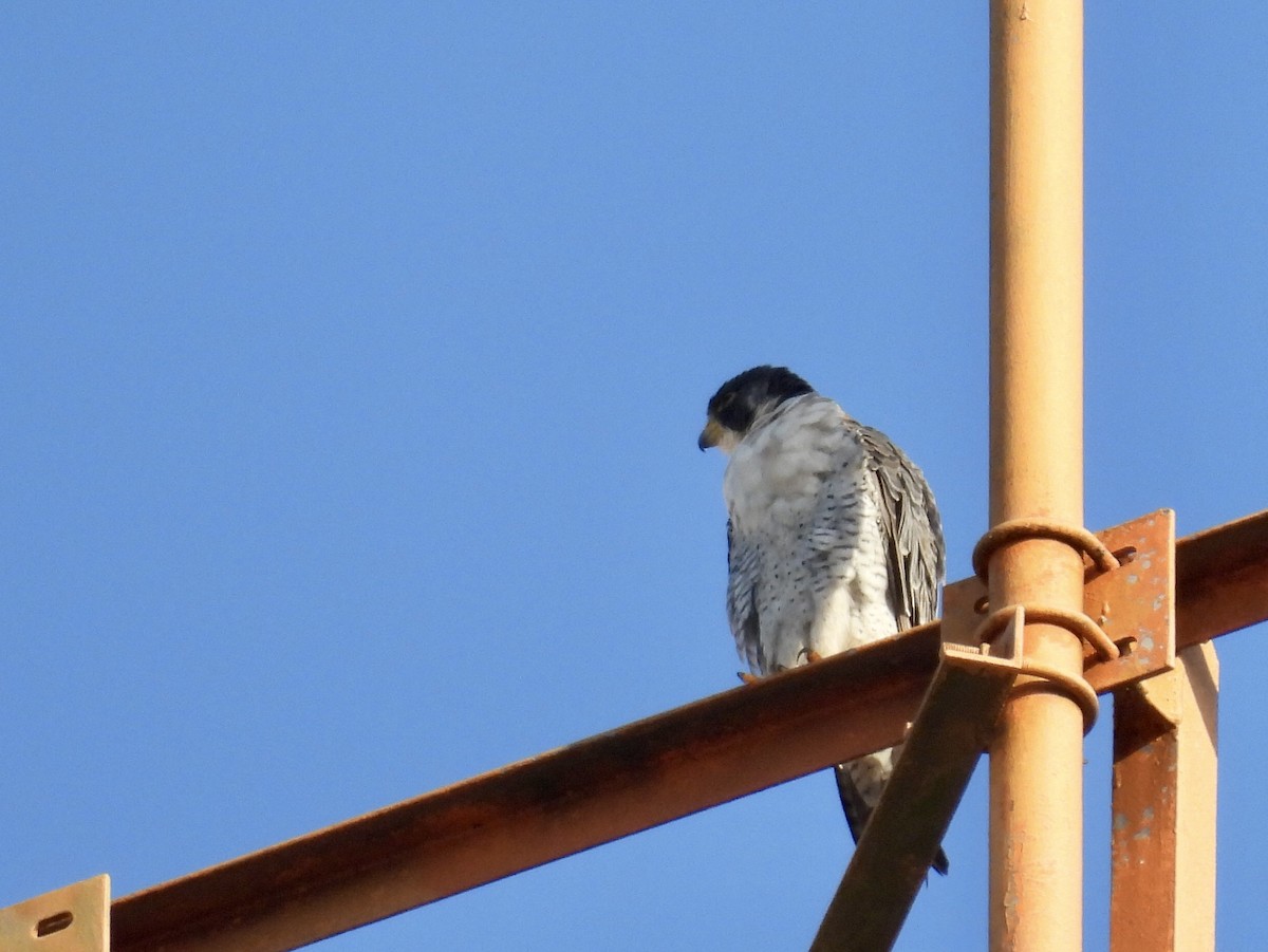 遊隼 - ML645441485