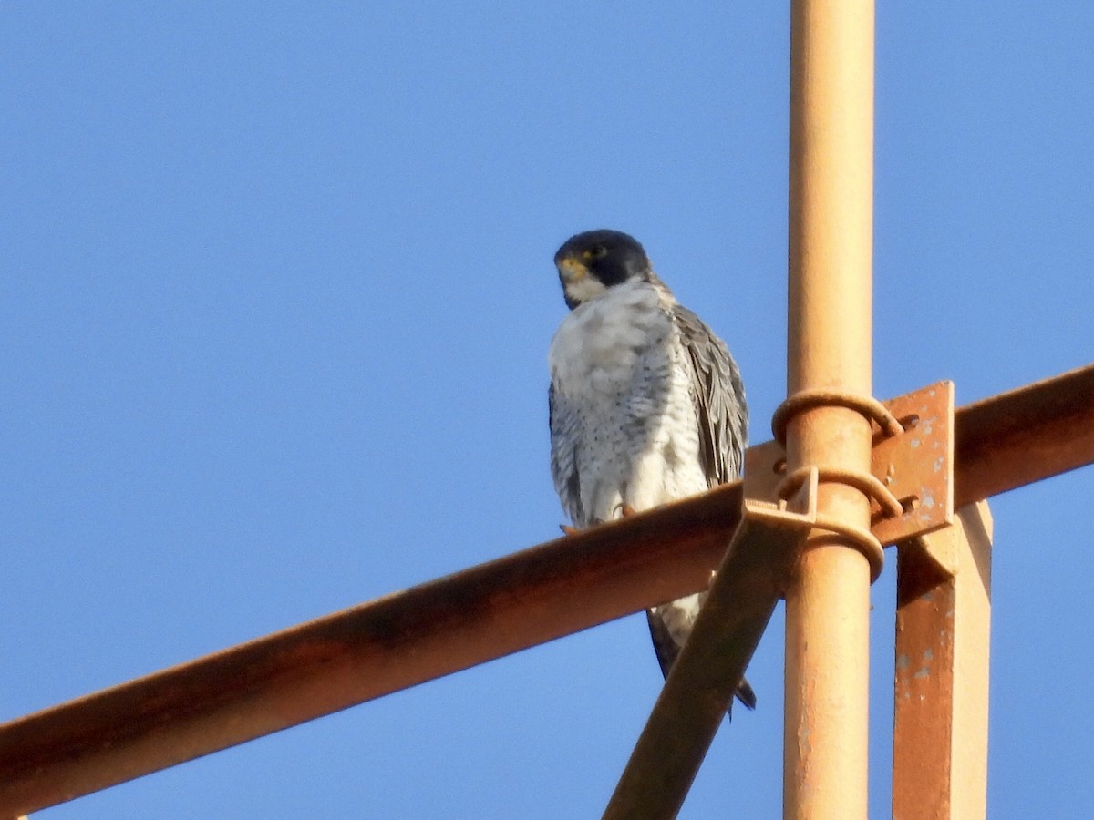 遊隼 - ML645441486