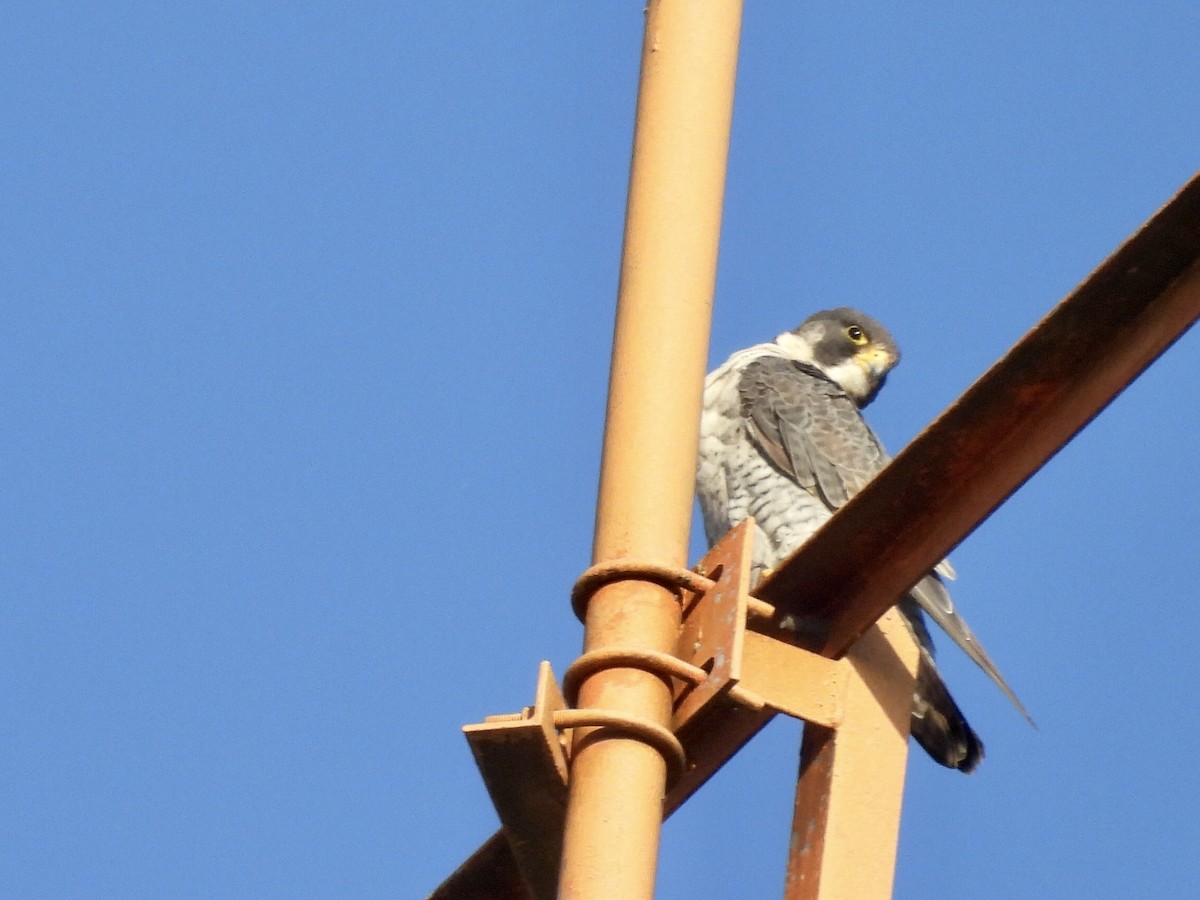 遊隼 - ML645441487