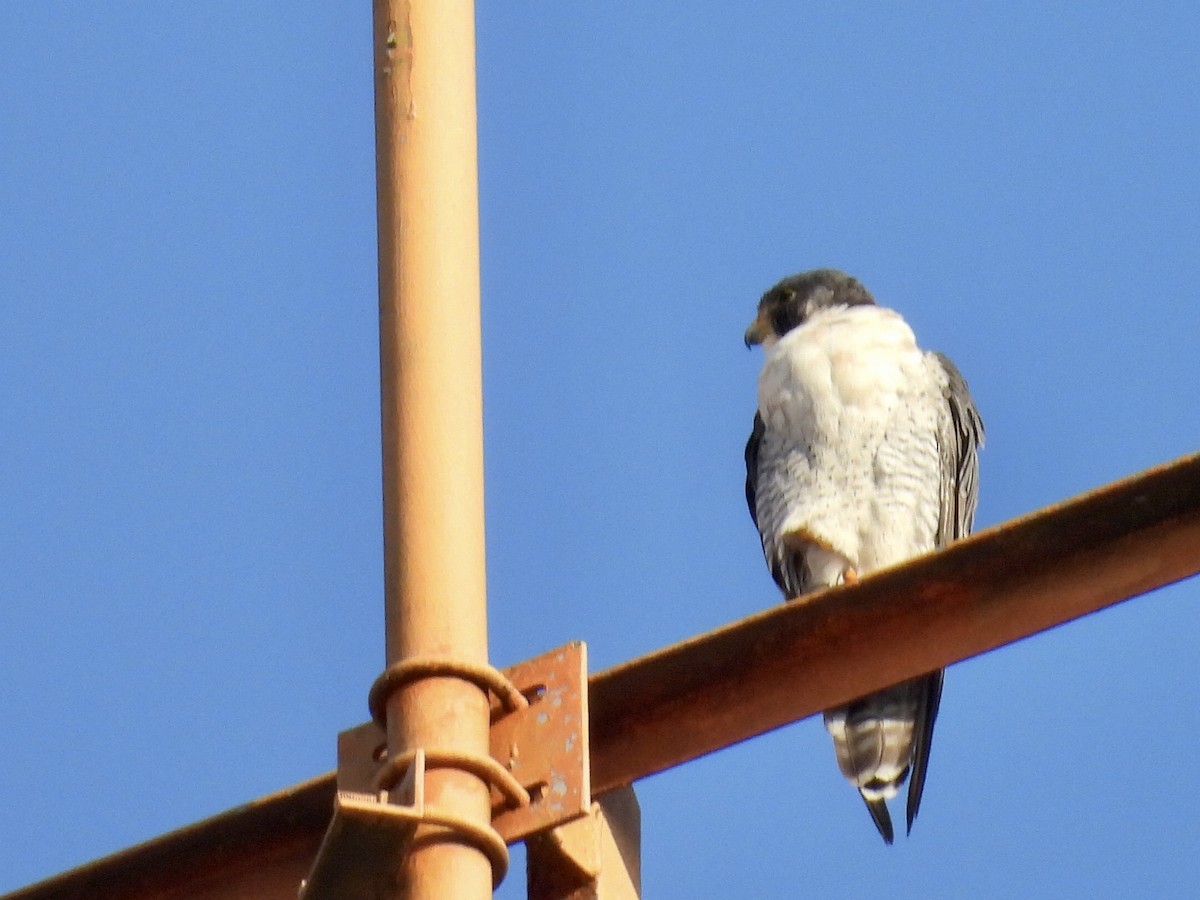 遊隼 - ML645441488