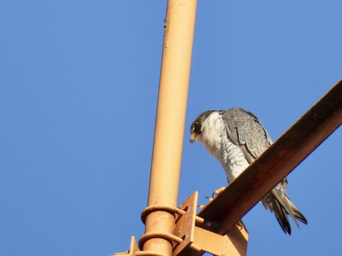 遊隼 - ML645441489