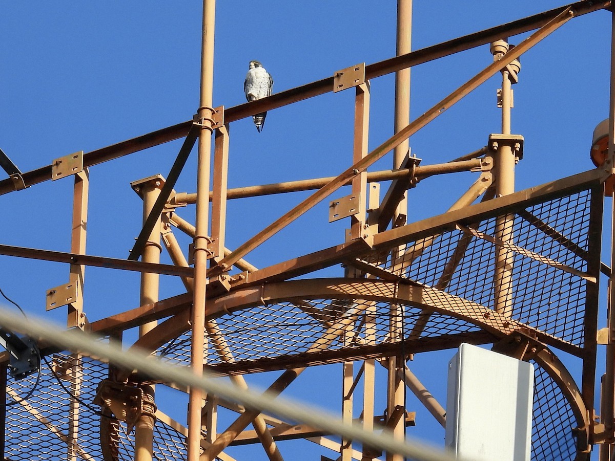 遊隼 - ML645441492