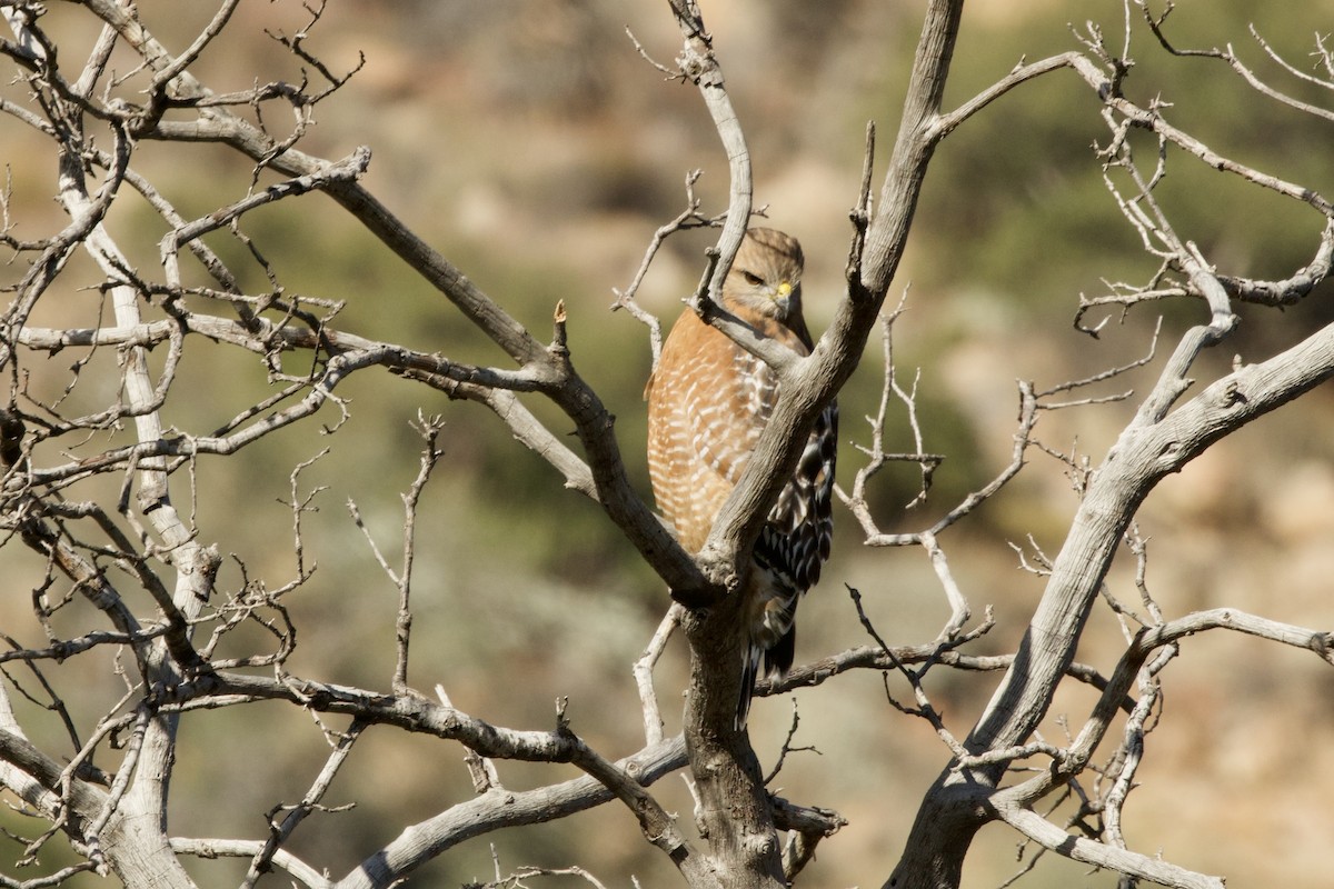 Red-shouldered Hawk - ML645441494