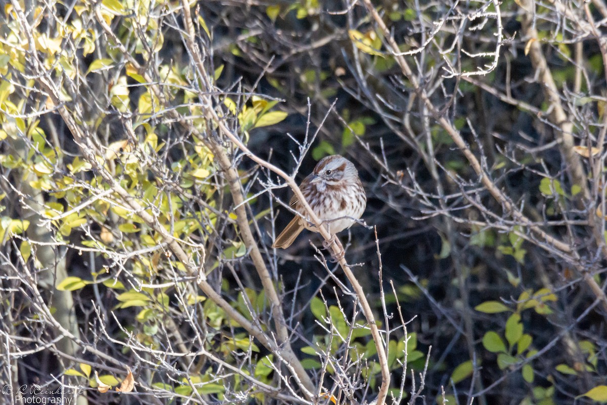 Song Sparrow - ML645441496