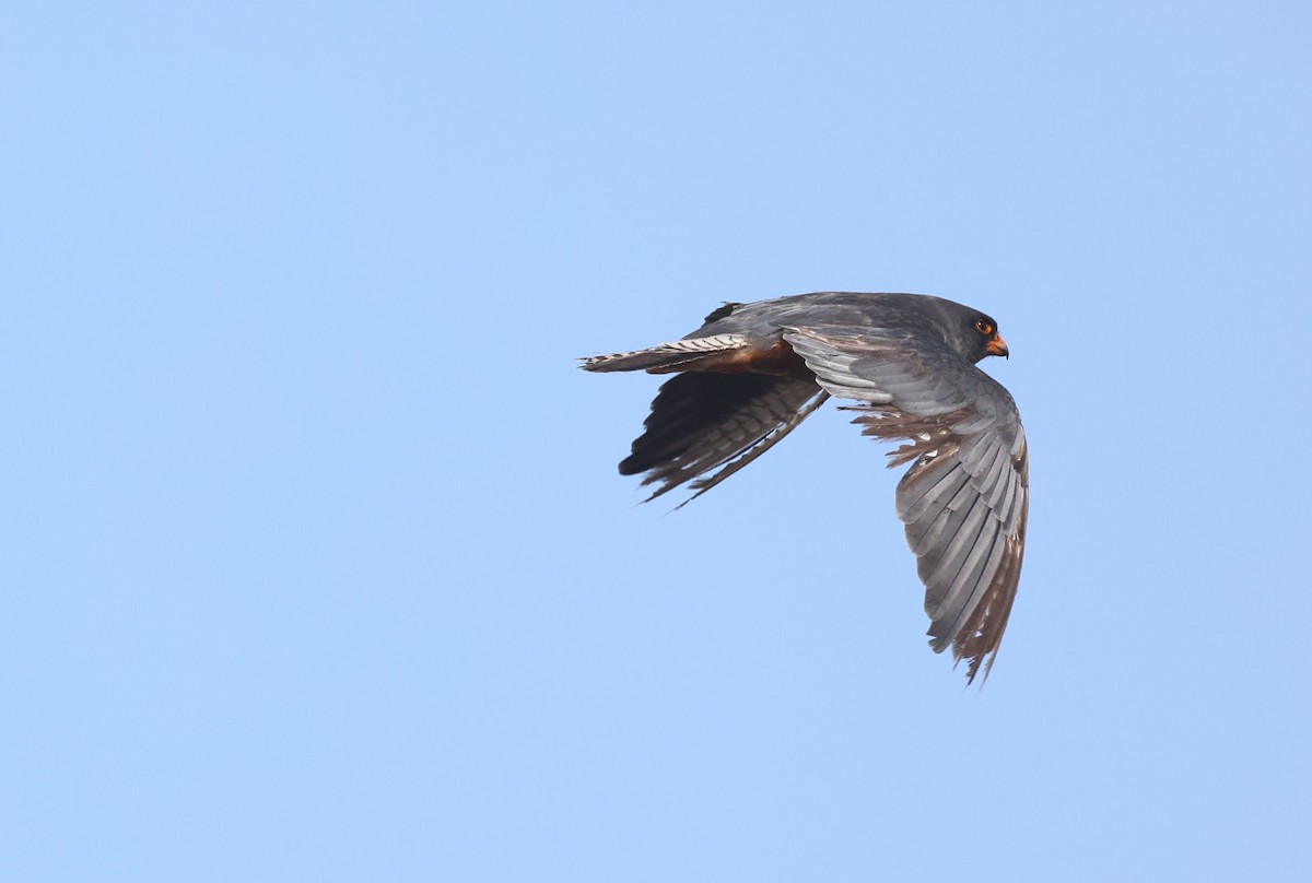 Red-footed Falcon - ML645441503