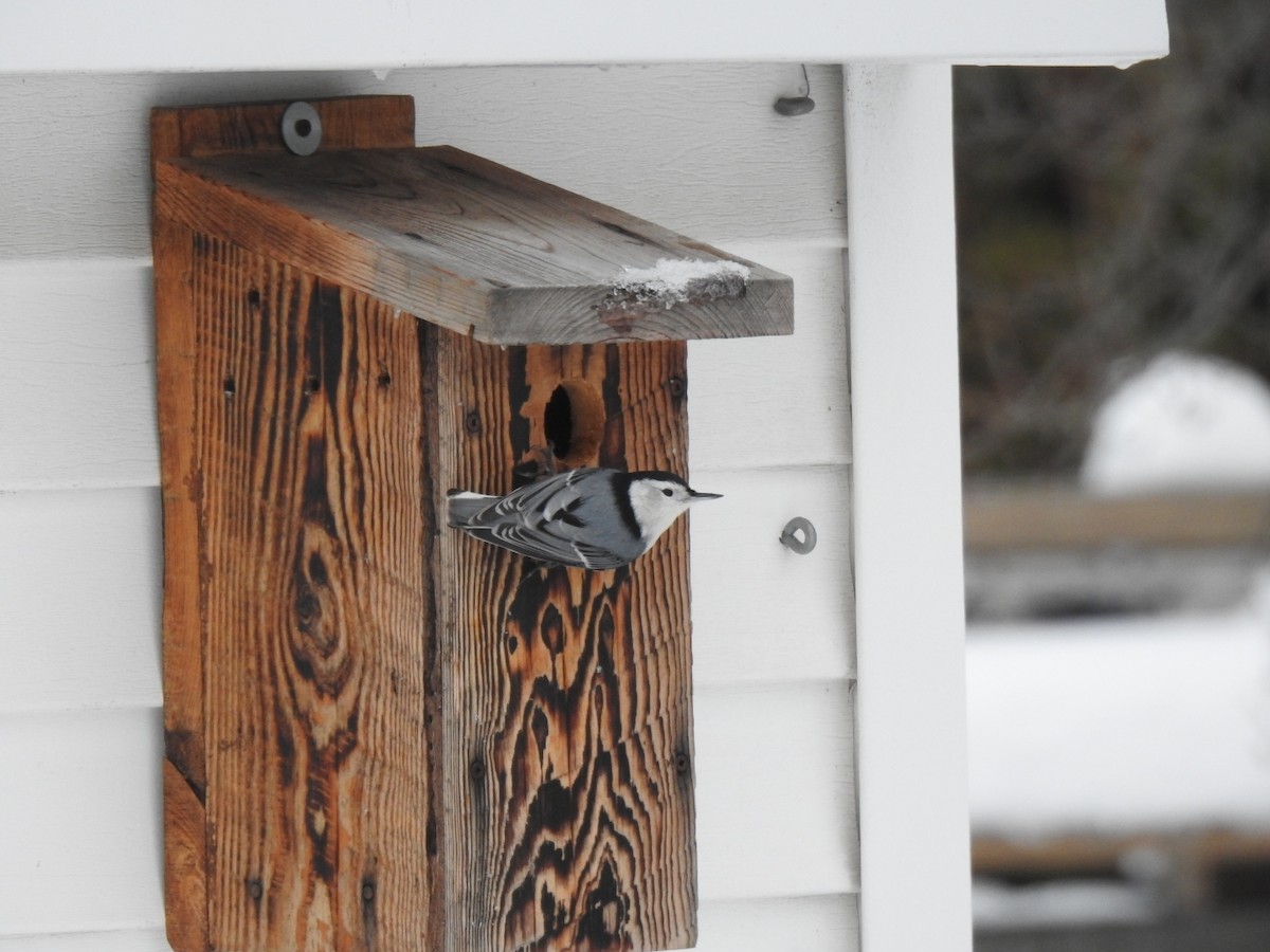 White-breasted Nuthatch - ML645441529