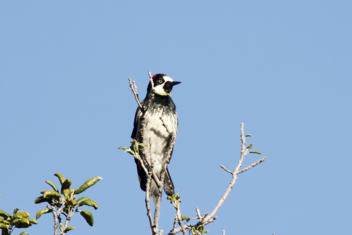 Acorn Woodpecker - ML645441552