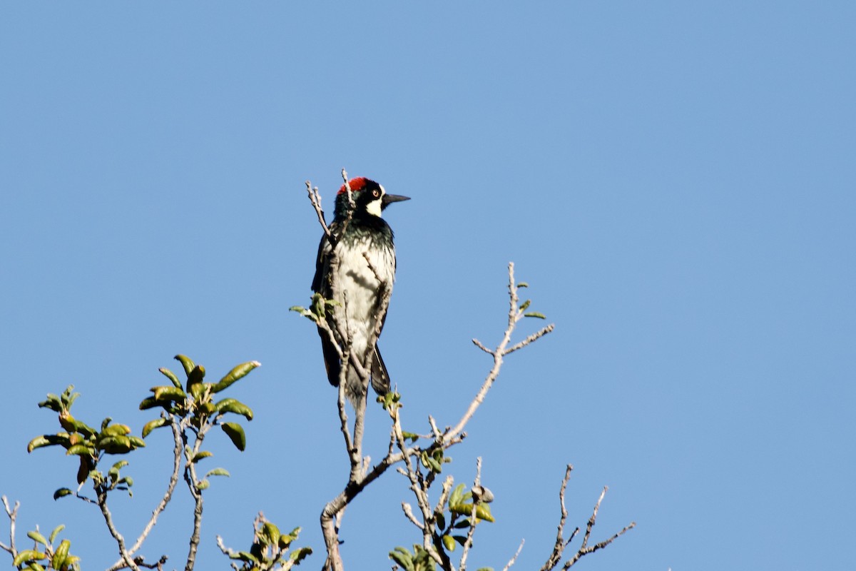 Acorn Woodpecker - ML645441553