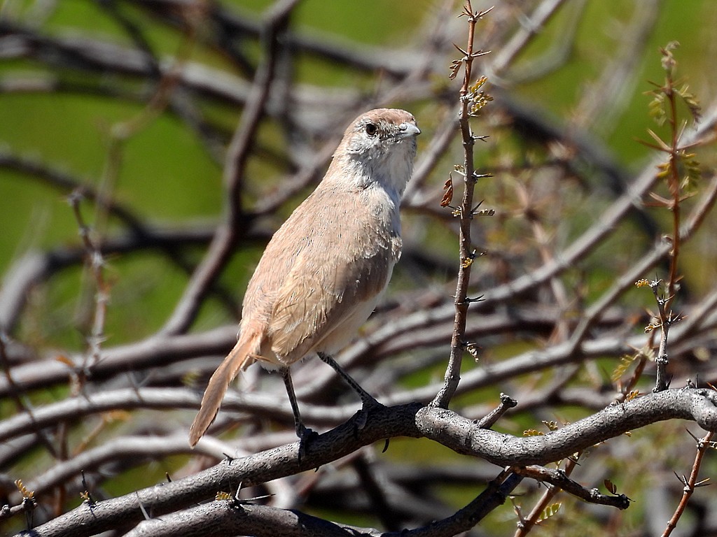 Sandy Gallito - ML645441556