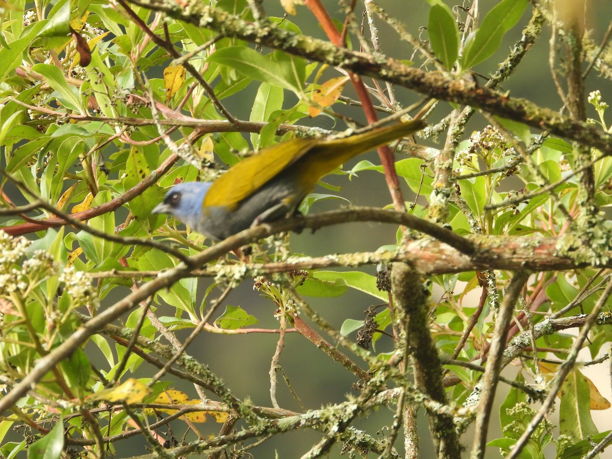 Blue-capped Tanager - ML645441557