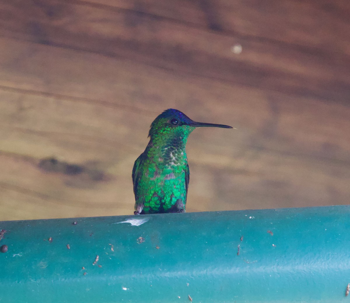 Violet-capped Woodnymph - ML645441561