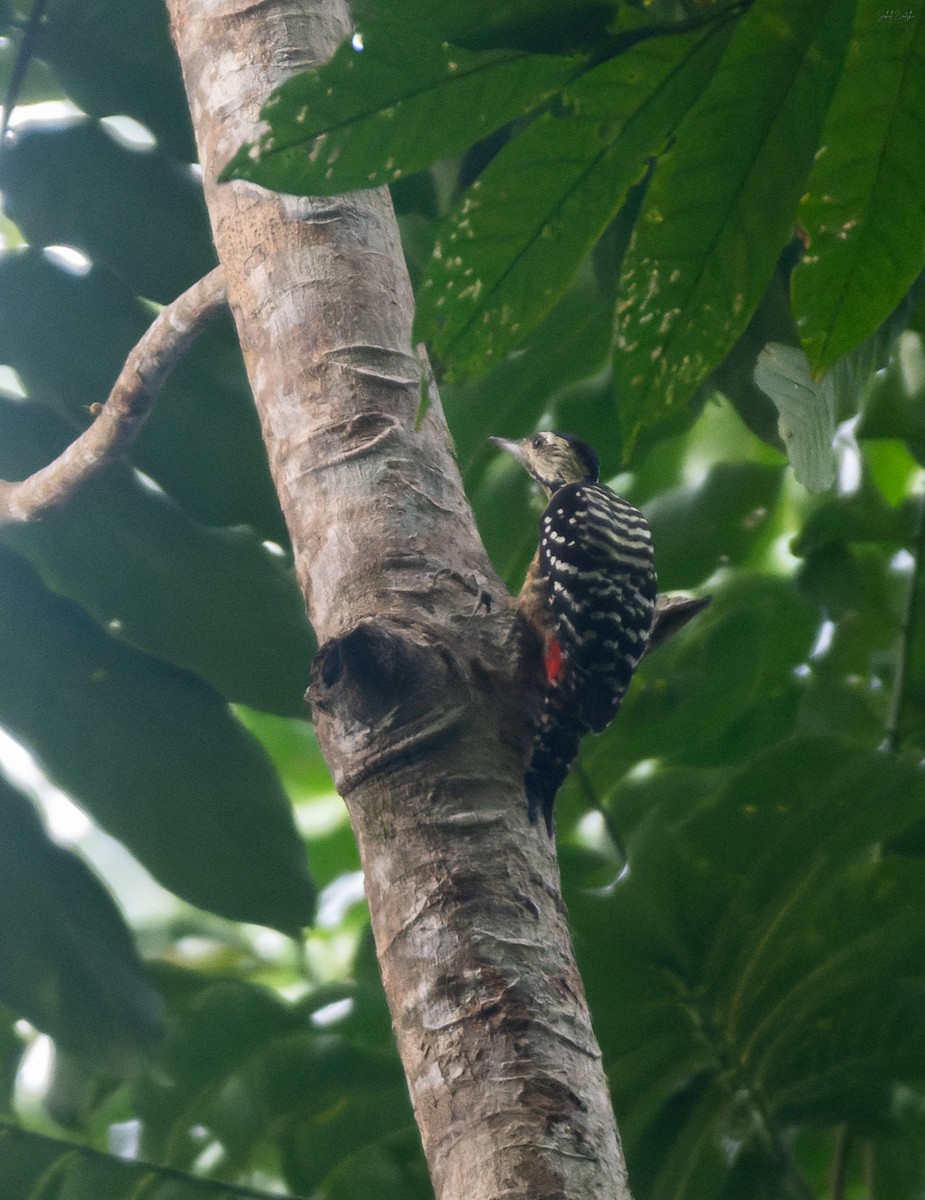 Freckle-breasted Woodpecker - ML645441562
