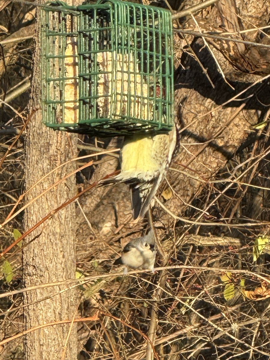 Yellow-bellied Sapsucker - ML645441564