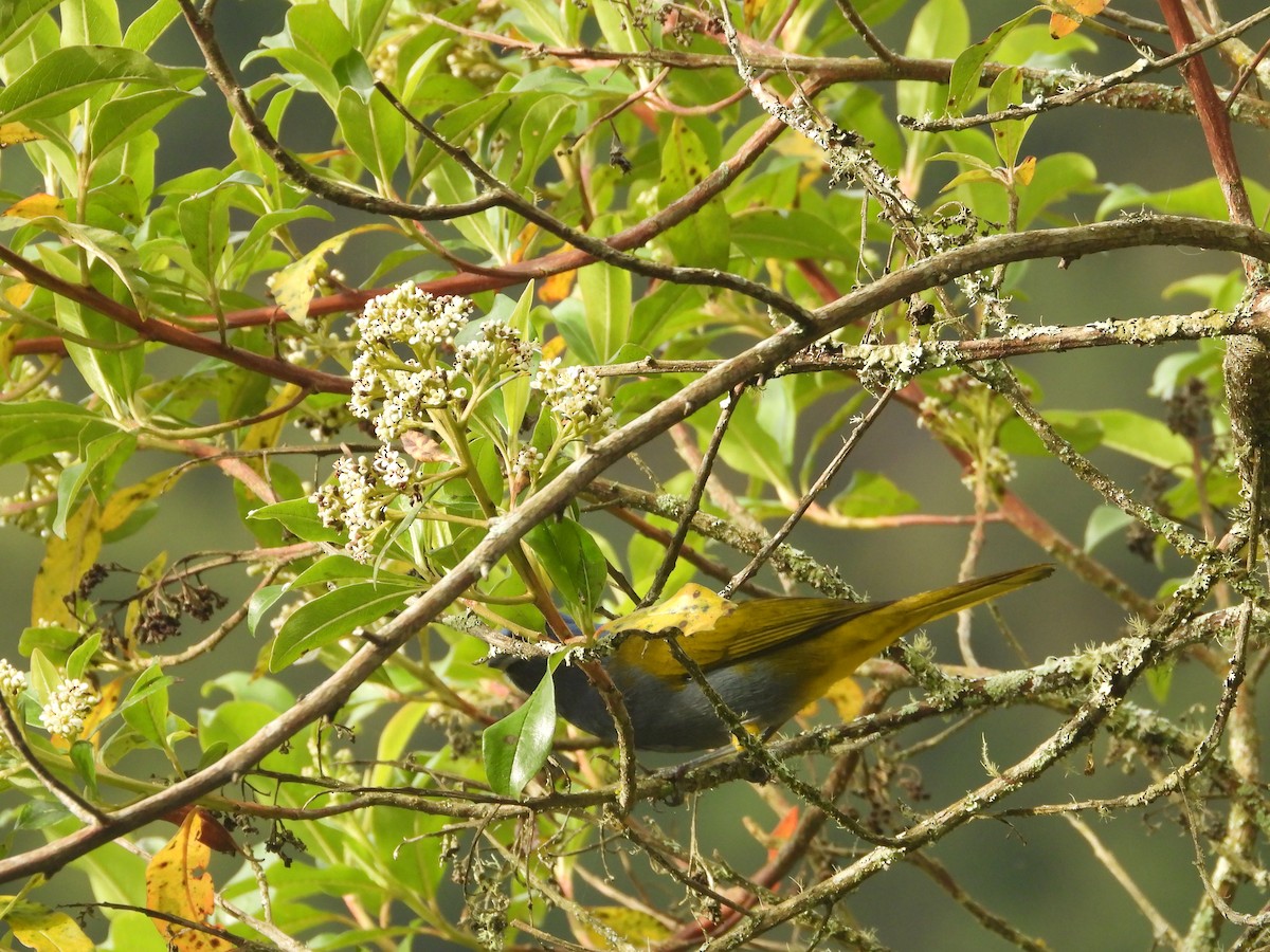 Blue-capped Tanager - ML645441565