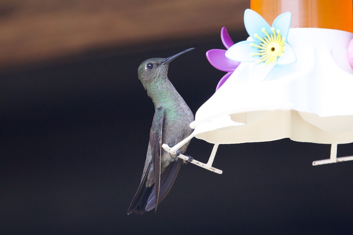 Sombre Hummingbird - ML645441566