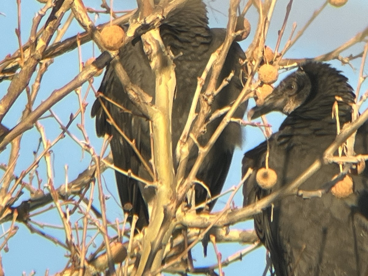Black Vulture - ML645441568