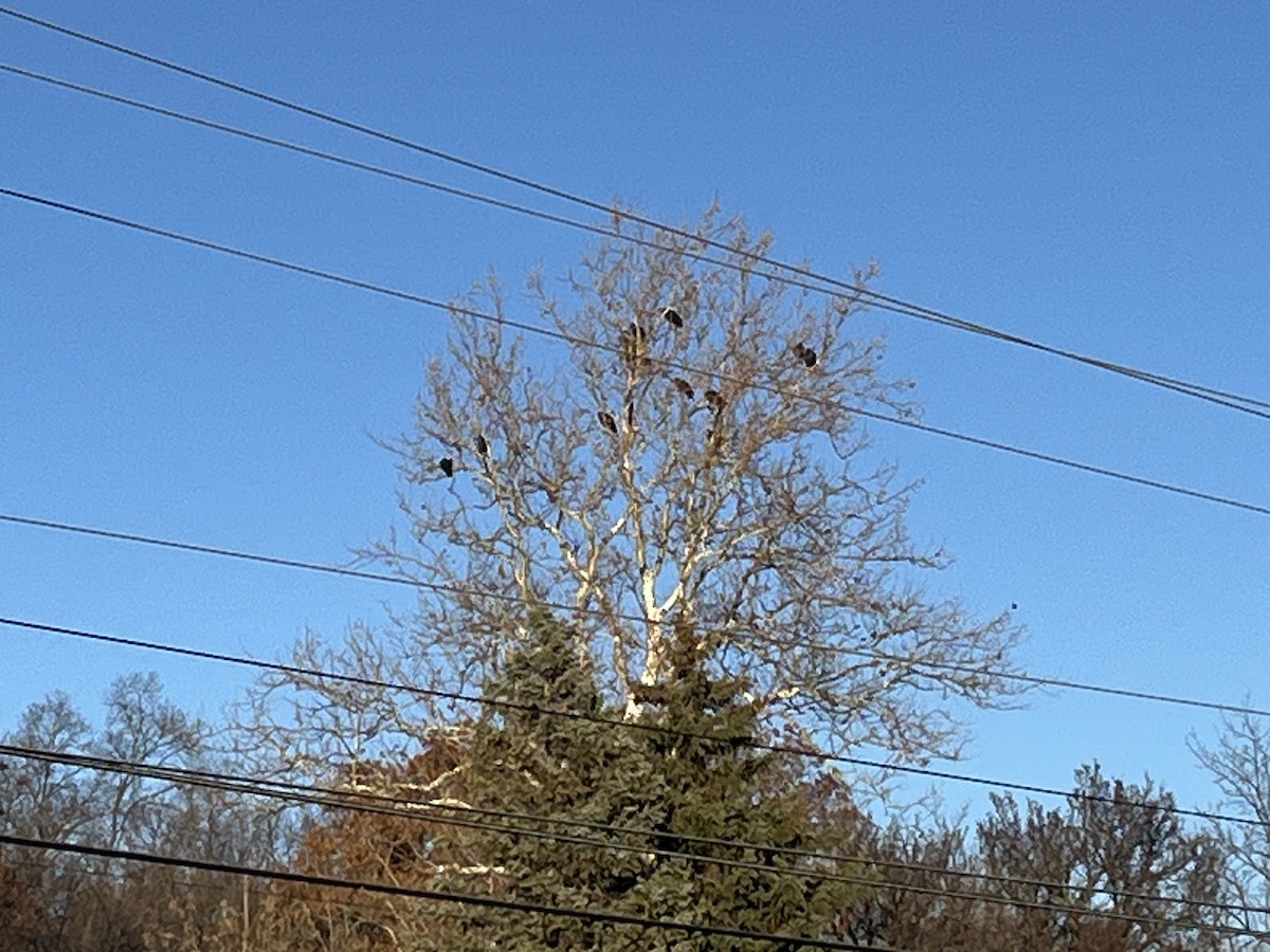 Black Vulture - ML645441569