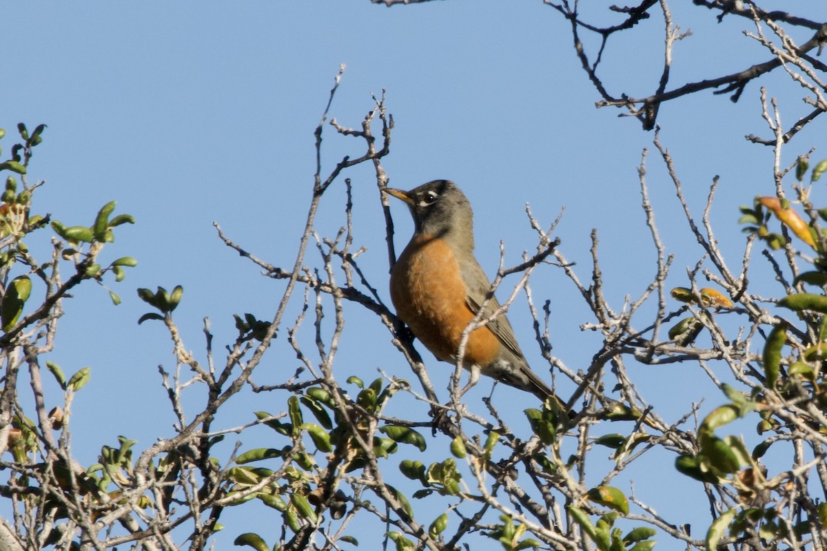 Zozo papargorria - ML645441575