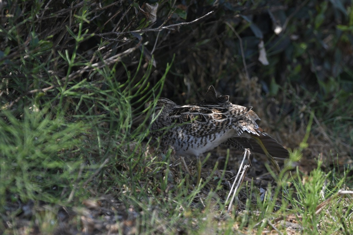 ハリオシギ - ML645441576