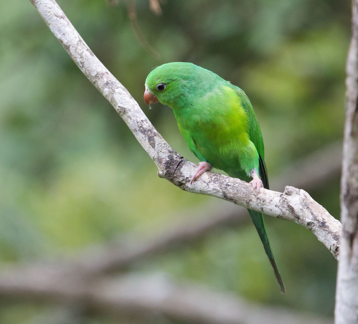 Plain Parakeet - ML645441577