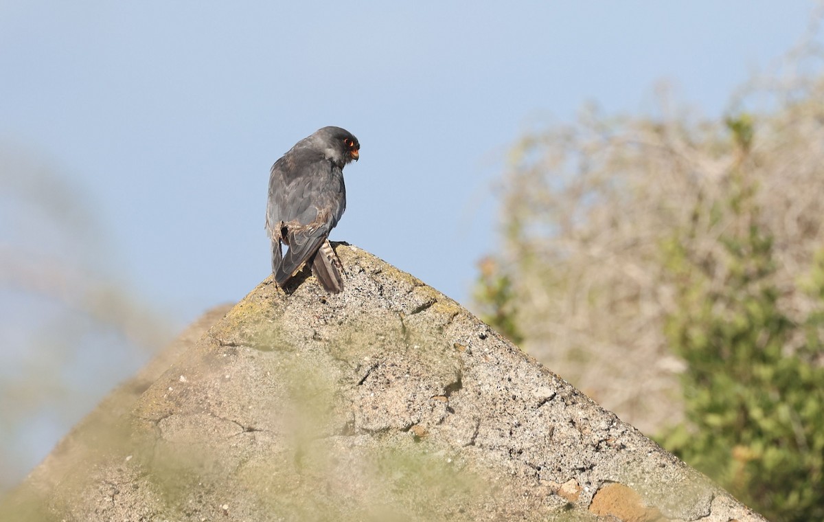 Red-footed Falcon - ML645441586