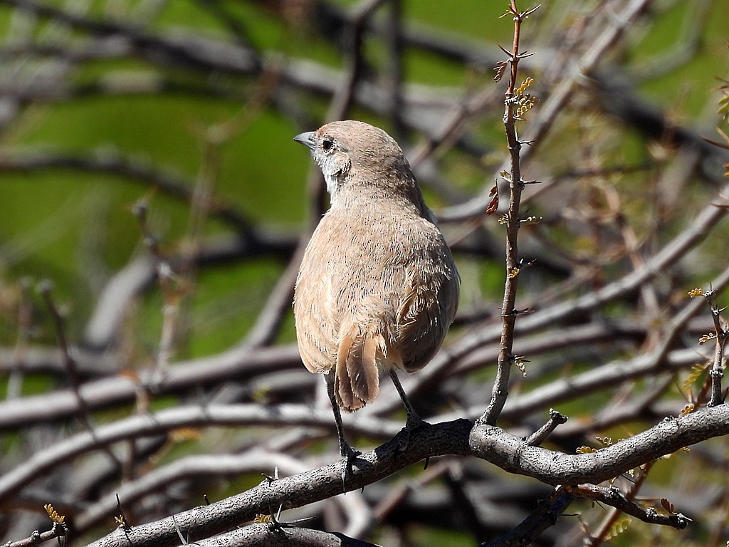 Sandy Gallito - ML645441587