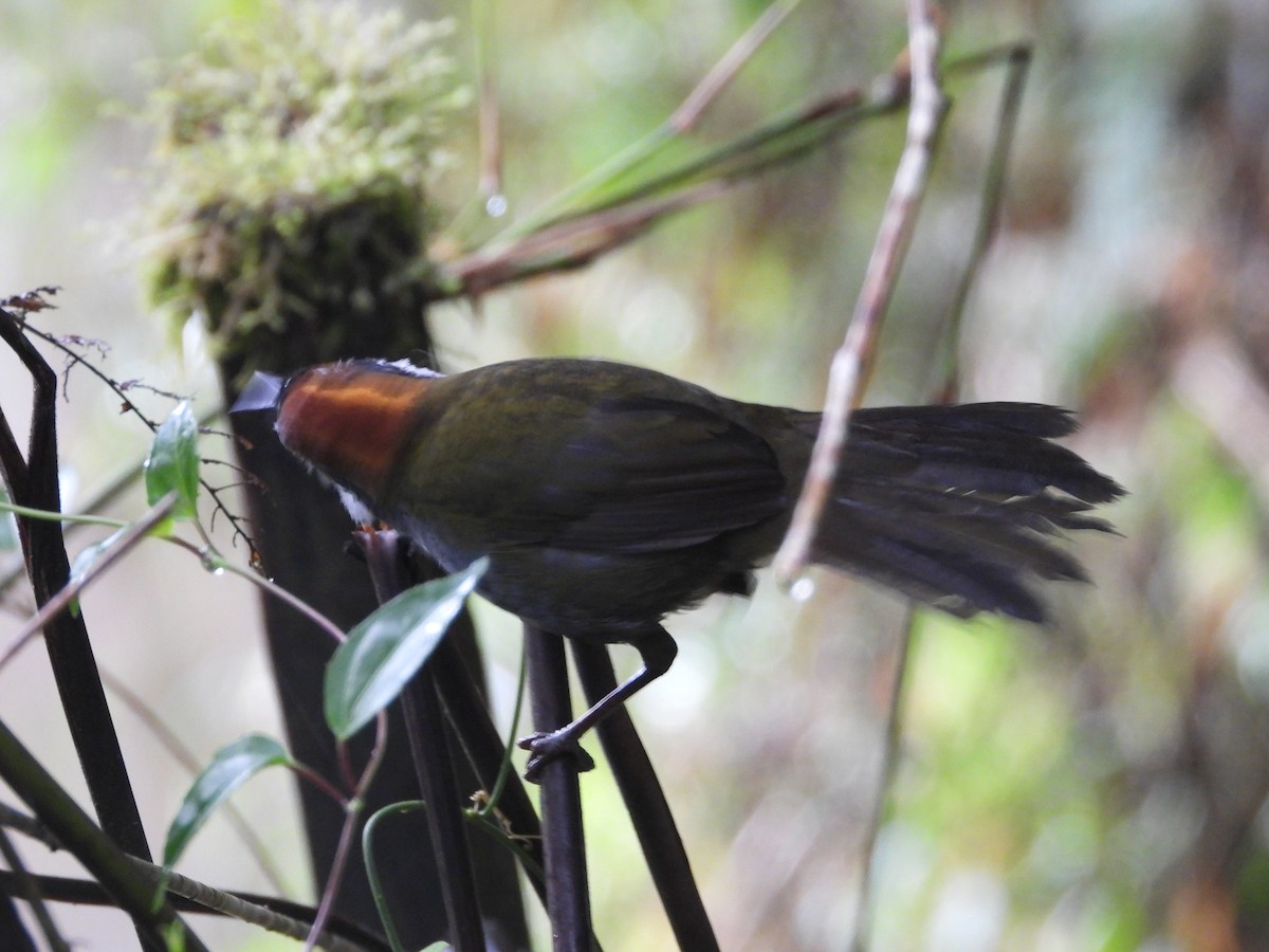 Chestnut-capped Brushfinch - ML645441606