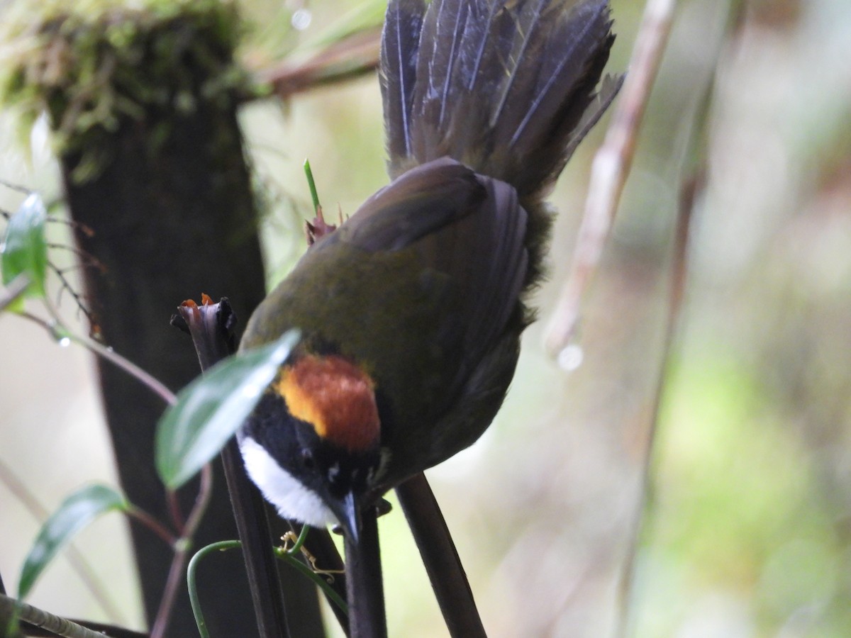 Chestnut-capped Brushfinch - ML645441607