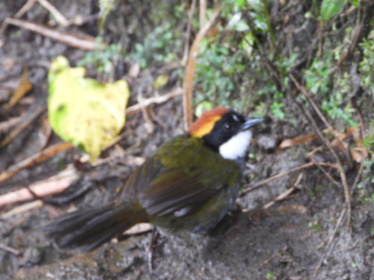 Chestnut-capped Brushfinch - ML645441608
