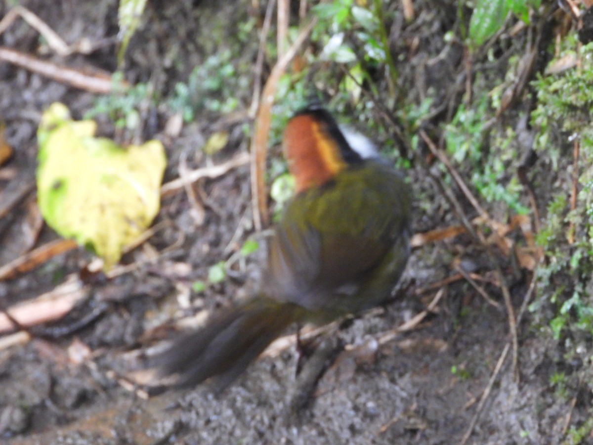 Chestnut-capped Brushfinch - ML645441609