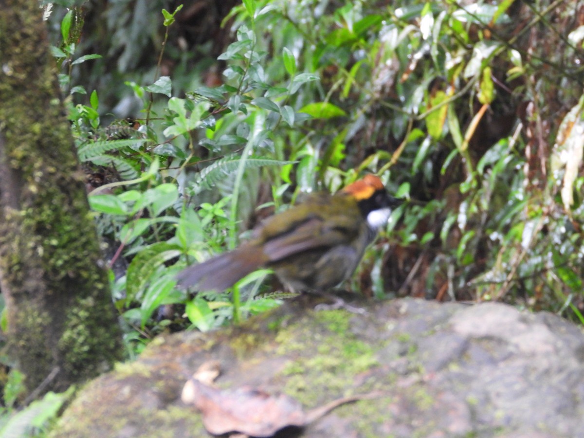 Chestnut-capped Brushfinch - ML645441610