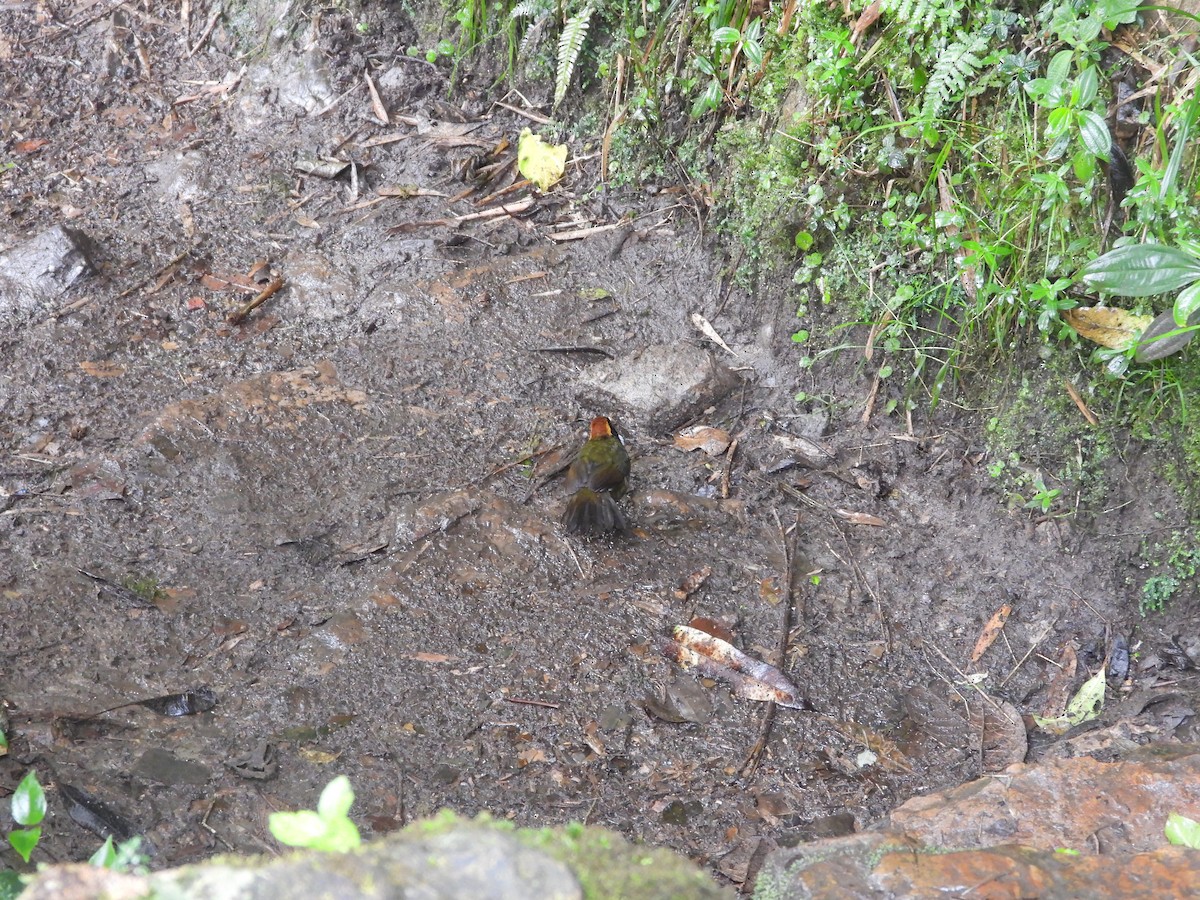Chestnut-capped Brushfinch - ML645441611