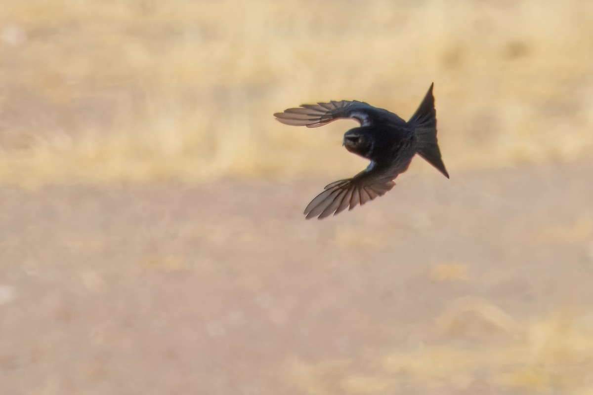 Bradfield's Swift - ML645441612