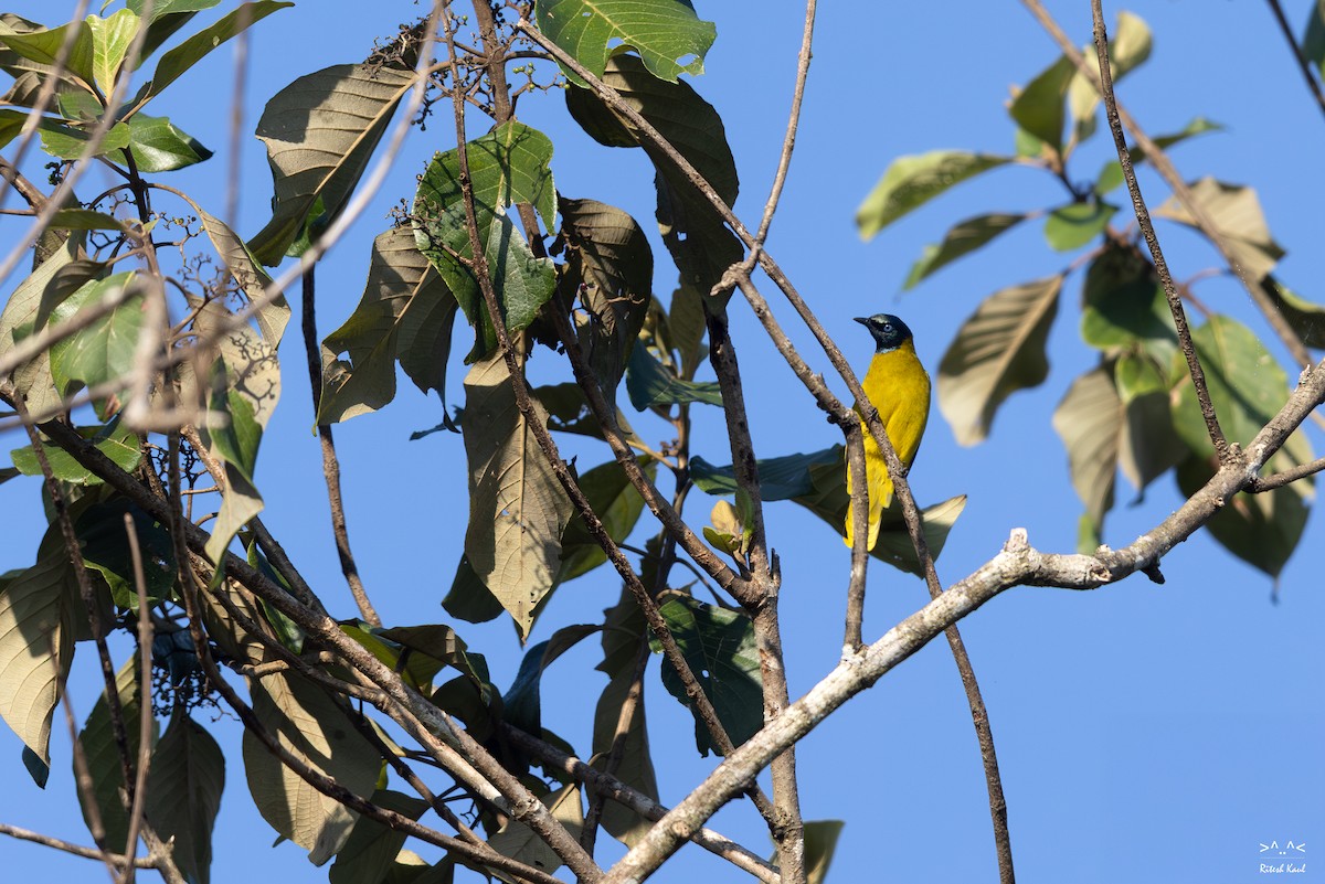 Black-headed Bulbul - ML645441614