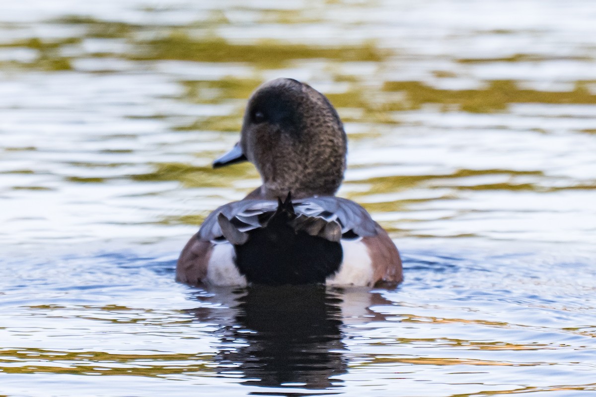 American Wigeon - ML645441616