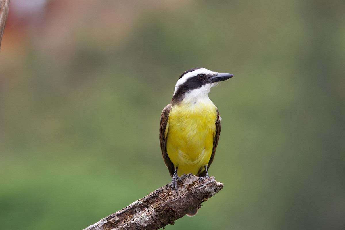 Great Kiskadee - ML645441617