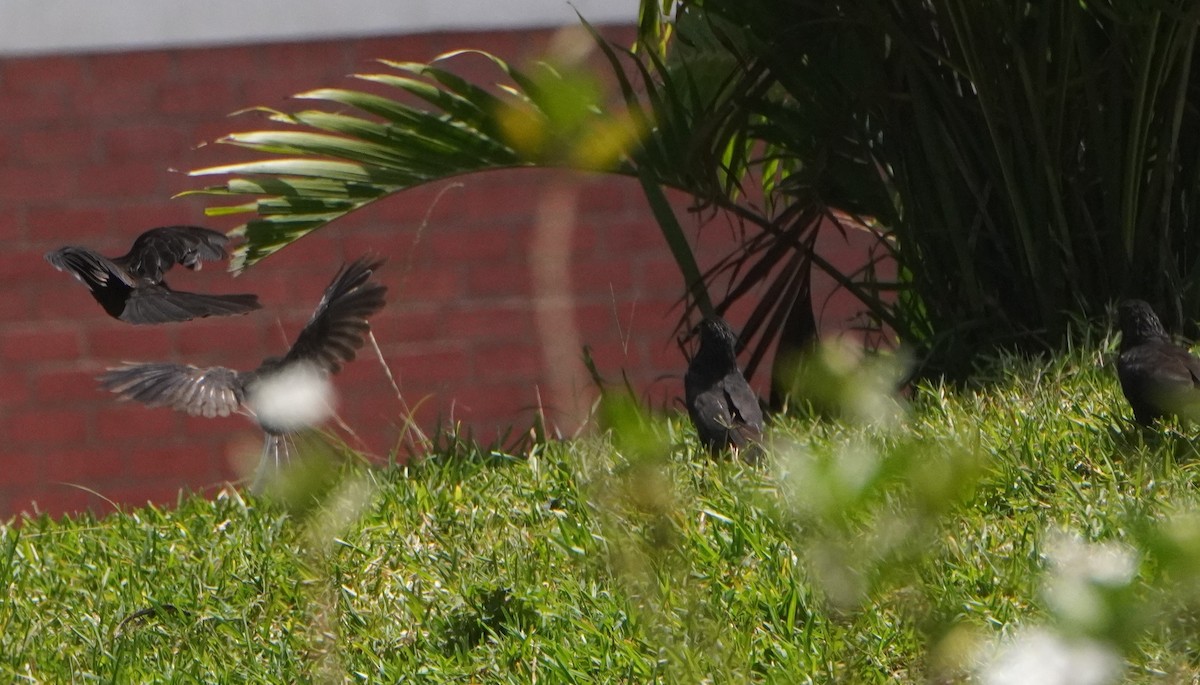 Groove-billed Ani - ML645441618