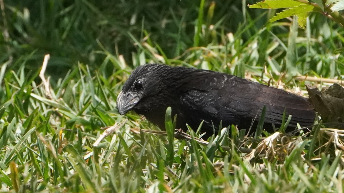 Groove-billed Ani - ML645441619