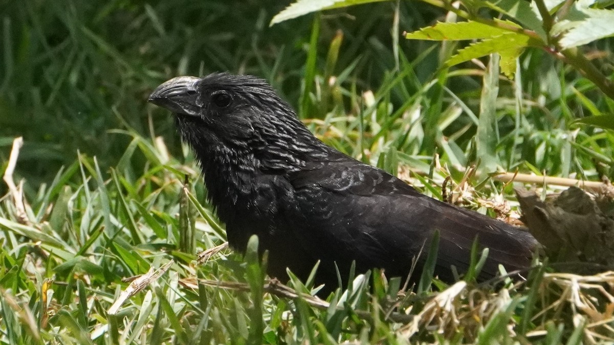 Groove-billed Ani - ML645441620