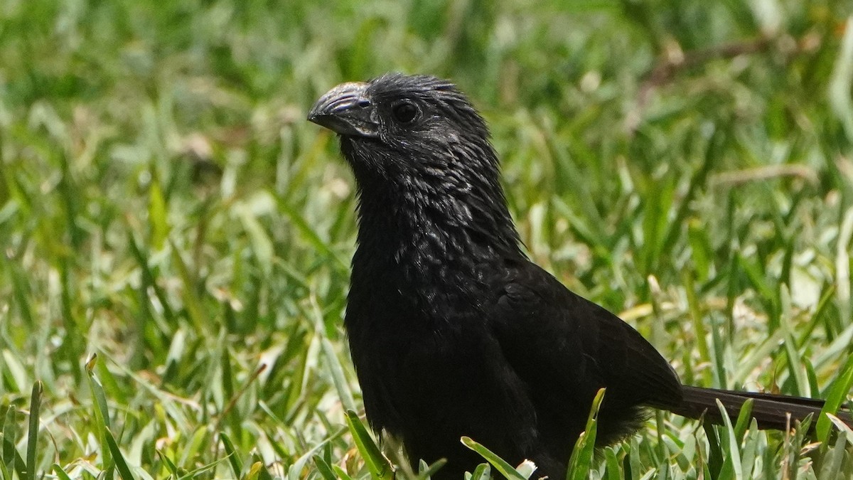 Groove-billed Ani - ML645441621