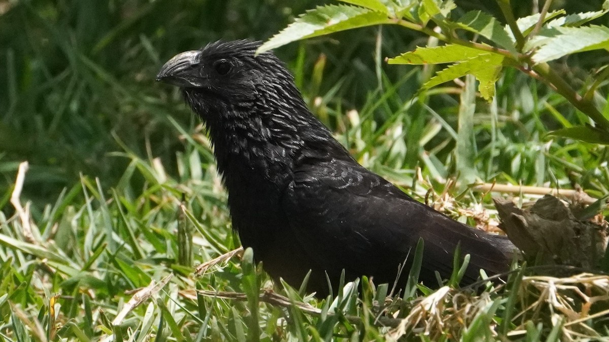 Groove-billed Ani - ML645441622