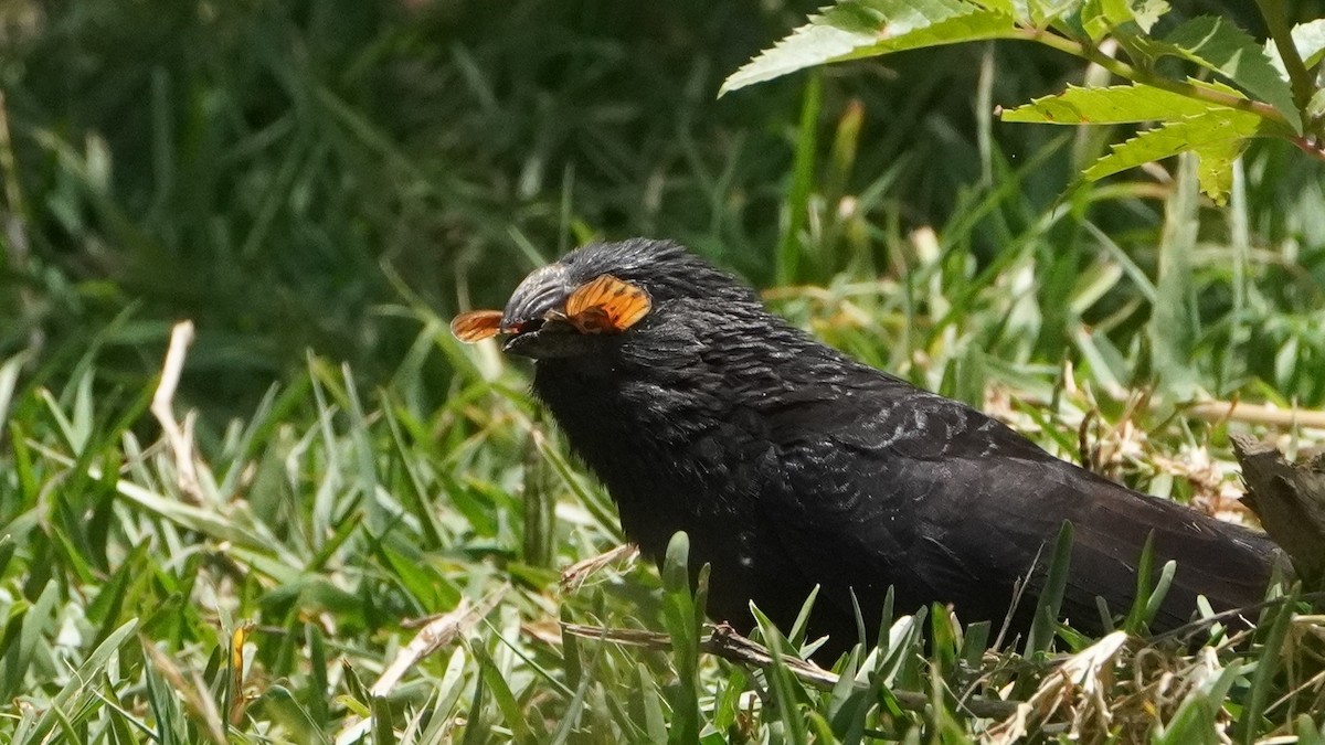 Groove-billed Ani - ML645441623