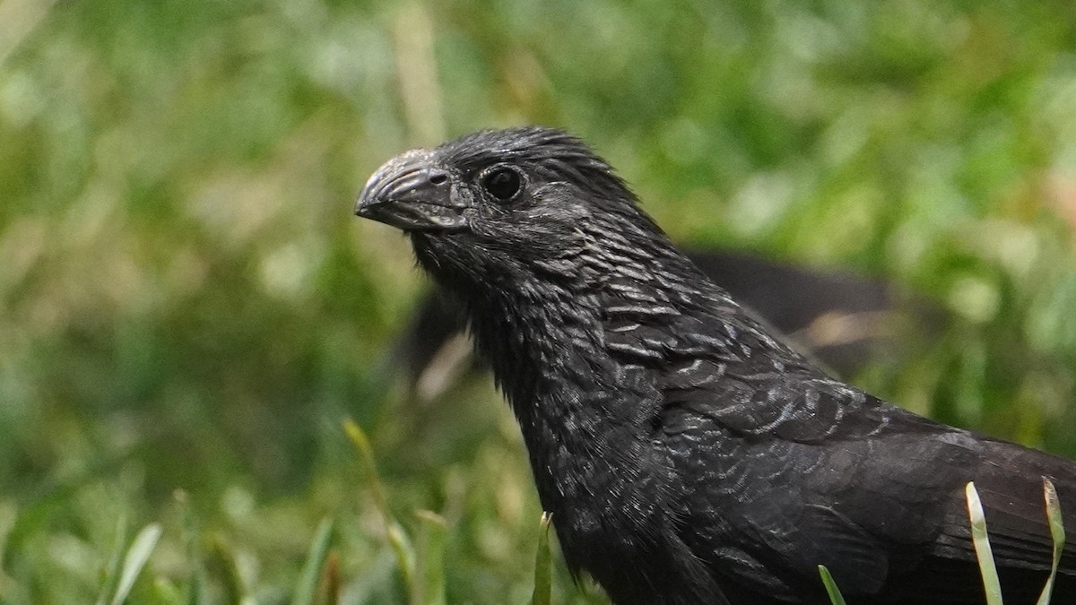 Groove-billed Ani - ML645441626