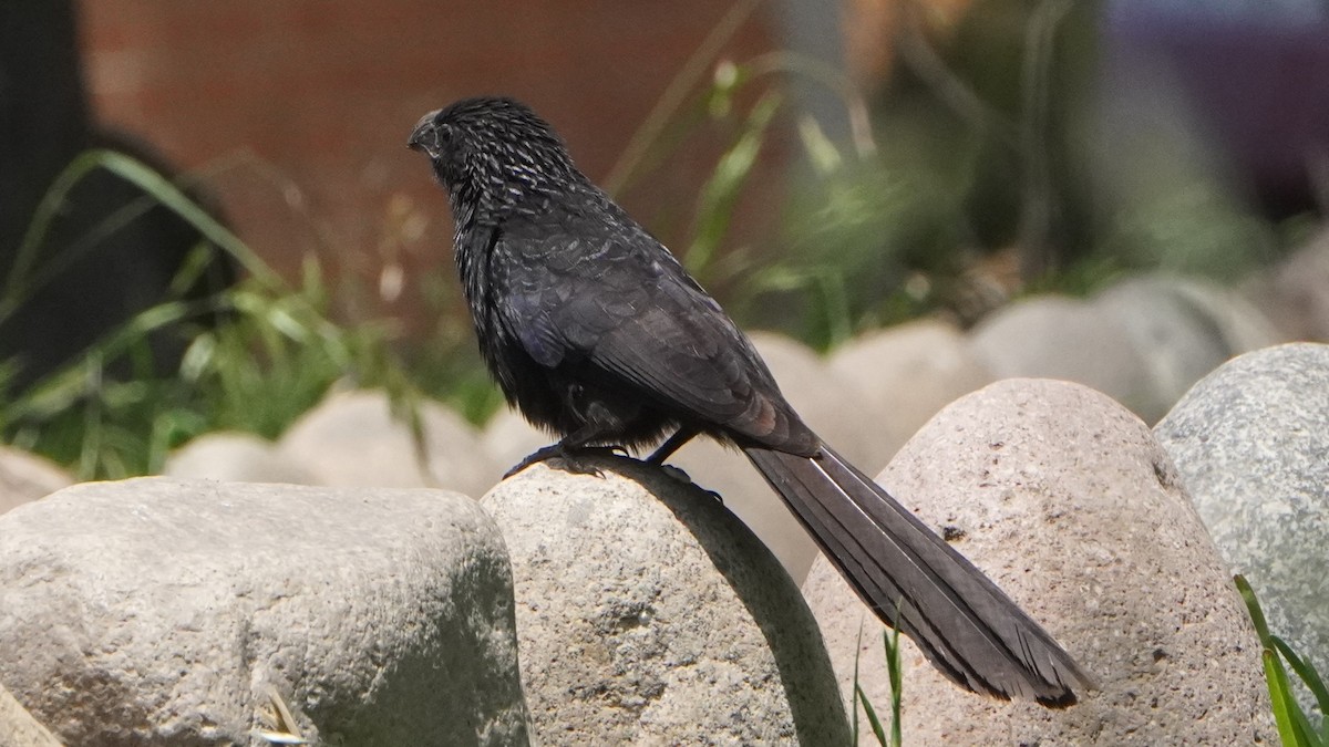Groove-billed Ani - ML645441627