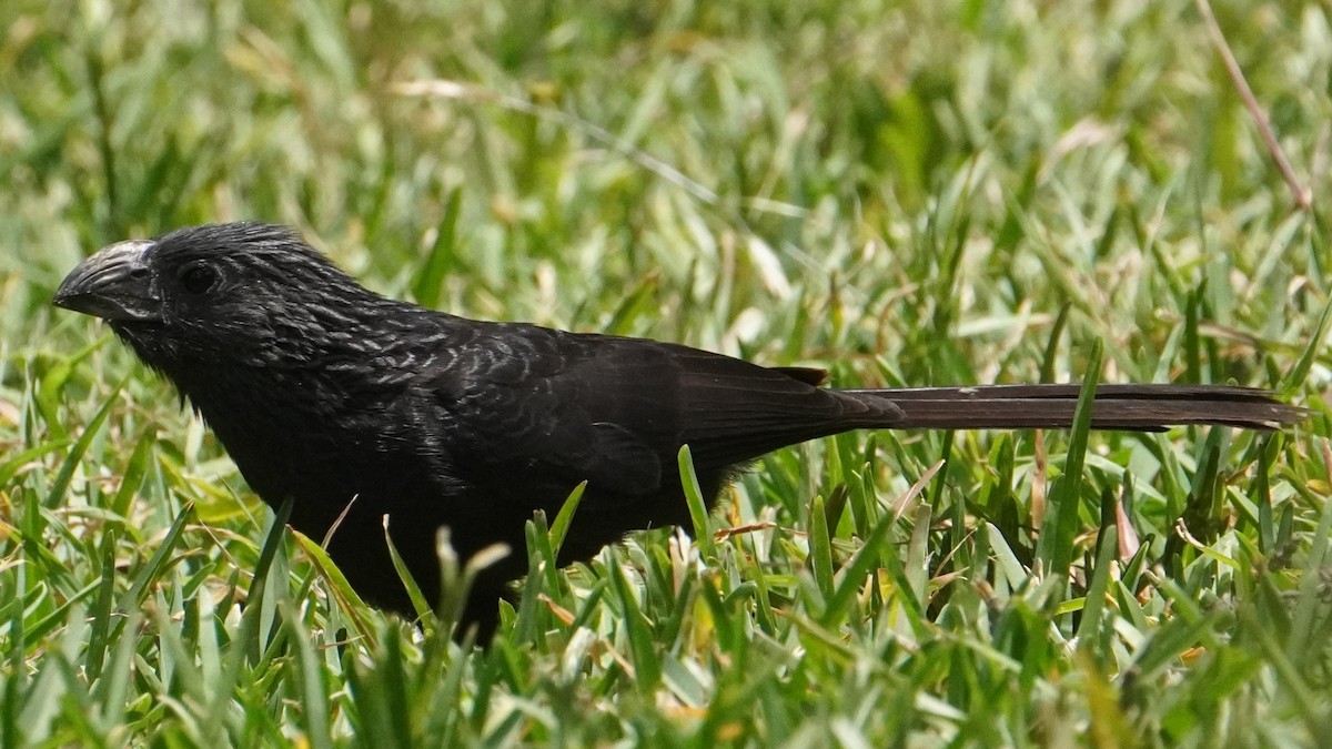 Groove-billed Ani - ML645441628